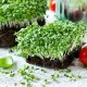 MicroGreen