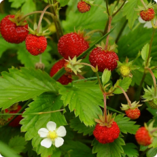 Herb Alpine Strawberry