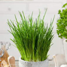 Herb Chives Herb Chives