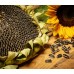 Sunflower Seeds 250gm