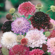 Scabiosa Tall Double Mix