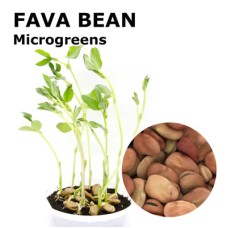 Fava Bean Microgreens 100g Fava Bean Microgreens 100g