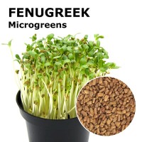 Fenugreek Microgreens 100g Fenugreek Microgreens 100g