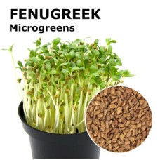 Fenugreek Microgreens 100g Fenugreek Microgreens 100g