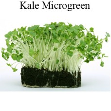 Kale Microgreens 100g Kale Microgreens 100g