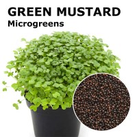 Green Mustard Microgreen 100gm Green Mustard Microgreen 100gm