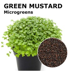 Green Mustard Microgreen 100gm Green Mustard Microgreen 100gm
