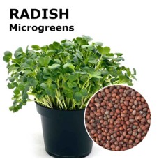 Radish Microgreens 100g Radish Microgreens 100g