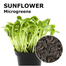 Sunflower Microgreens 100g Sunflower Microgreens 100g