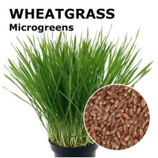 Wheatgrass Microgreen 100g Wheatgrass Microgreen 100g
